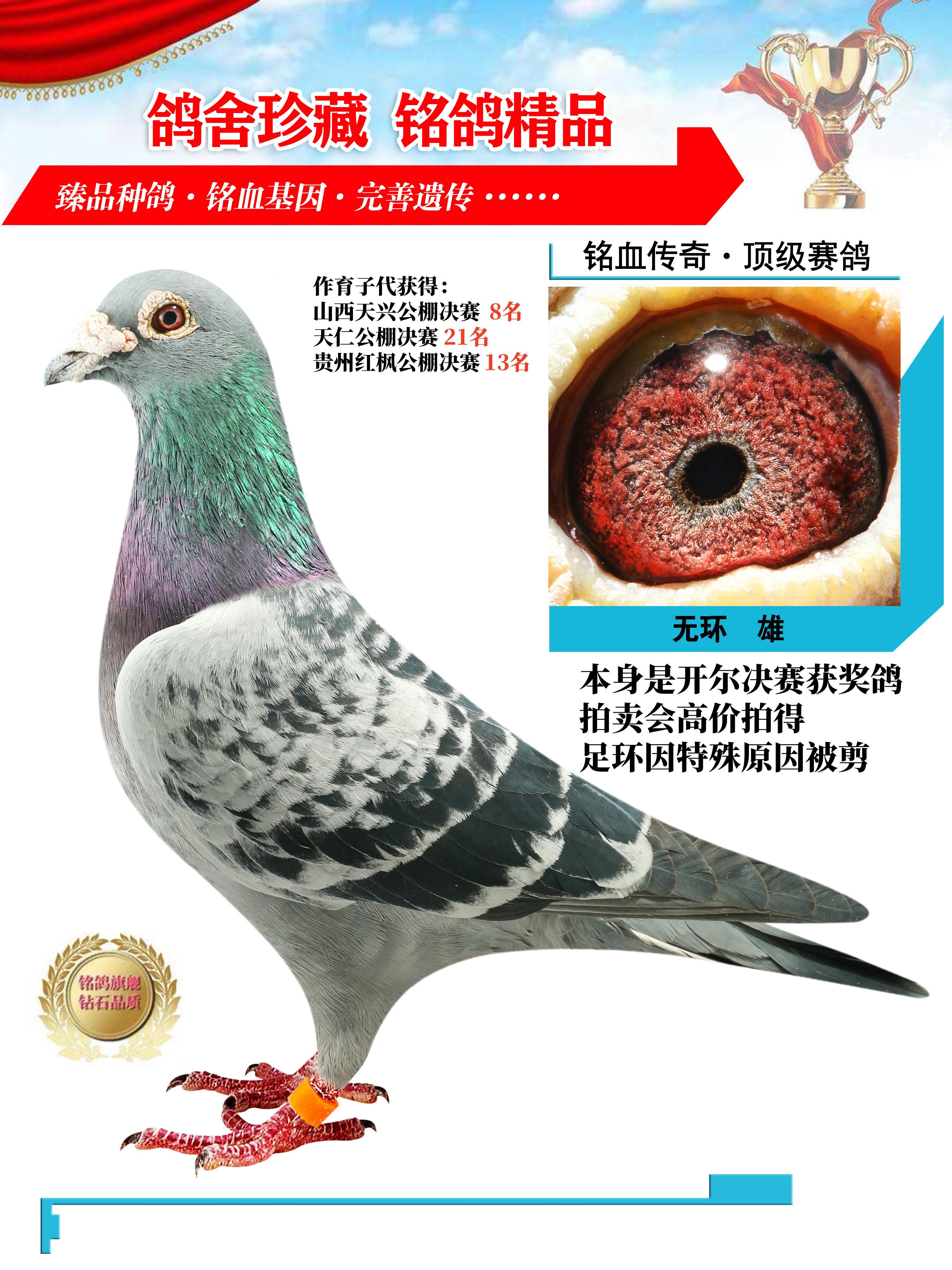 中国信鸽网手机版中国信鸽官方网站搜鸽网
