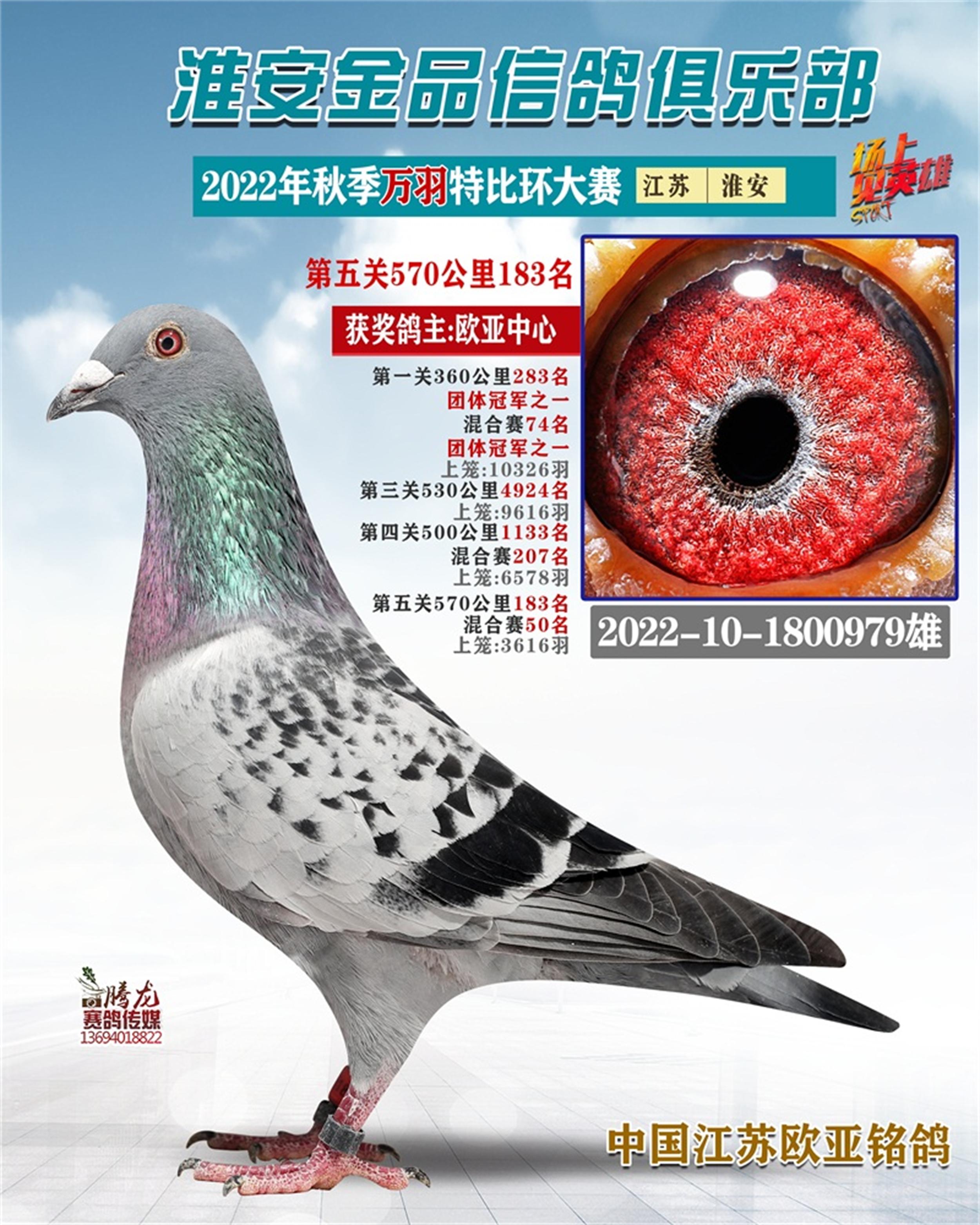 中国信鸽网手机版中国信鸽官方网站搜鸽网-第2张图片-太平洋在线下载